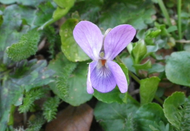da identificare tre - Viola sp. e Primula sp.